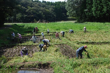 稲刈りの様子