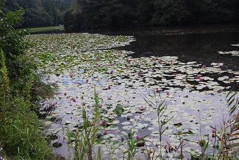 第3駐車場付近（道路側）