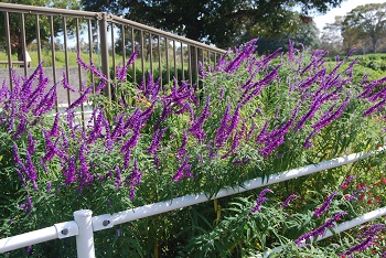 メキシカンセージ