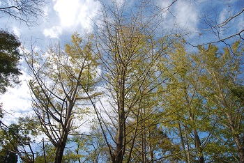 お花見広場手前