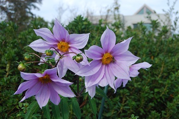 コウテイダリア