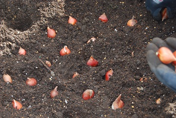 植え込みの様子