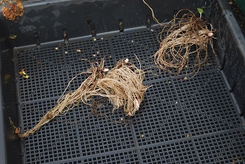 ニホンサクラソウ