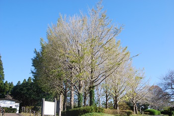 お花見広場手前