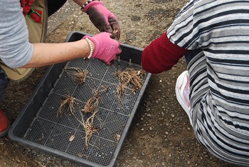 ニホンサクラソウ