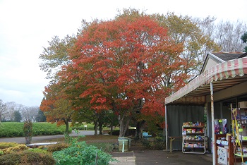 売店付近