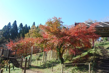ローラー滑り台付近