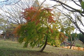 もみじ広場