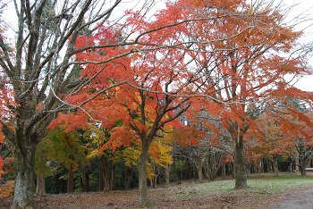 もみじ広場