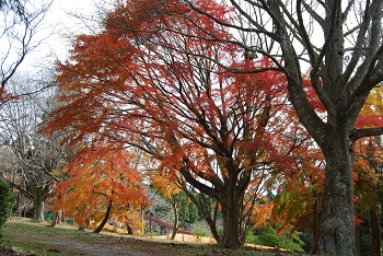 もみじ広場