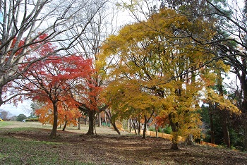 もみじ広場