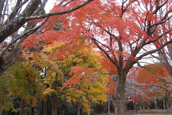 もみじ広場