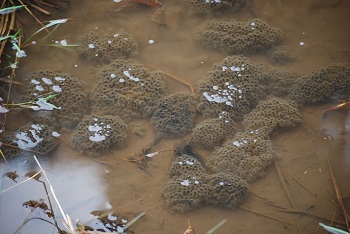 ニホンアカガエルの卵