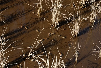 ニホンアカガエル