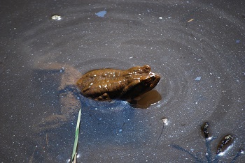 アズマヒキガエル