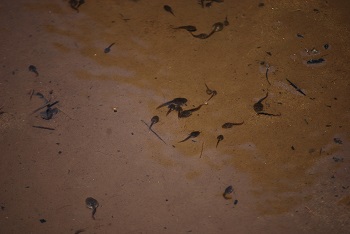 オタマジャクシ