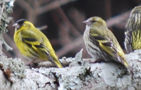 マヒワ（オス・メス）