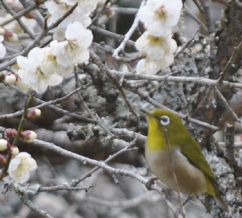 メジロと梅
