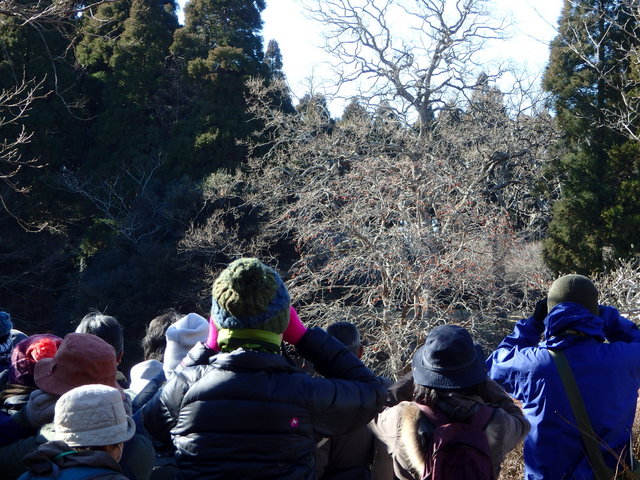 第313回「バードウォッチング最初の一歩」