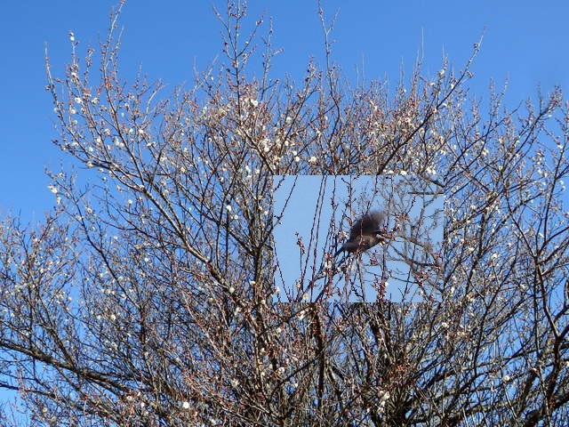 第313回「バードウォッチング最初の一歩」