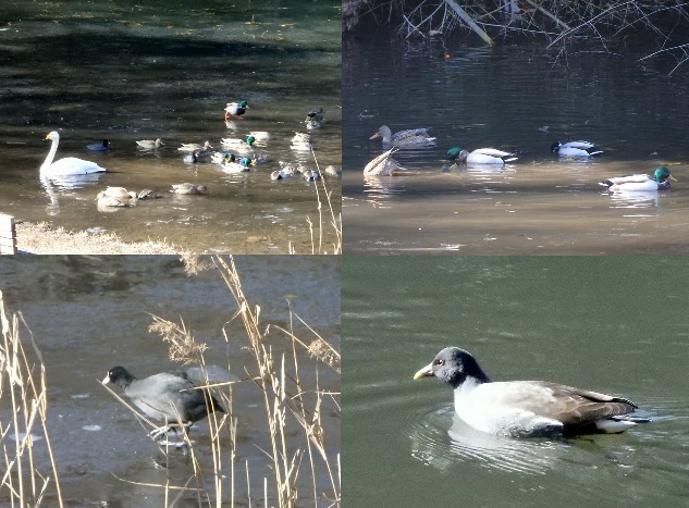 第313回「バードウォッチング最初の一歩」