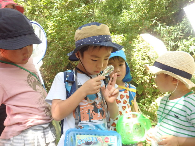 昭和の森自然観察秋の虫となかよくなろう「トンボ」