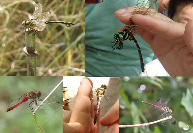 昭和の森自然観察秋の虫となかよくなろう「トンボ」