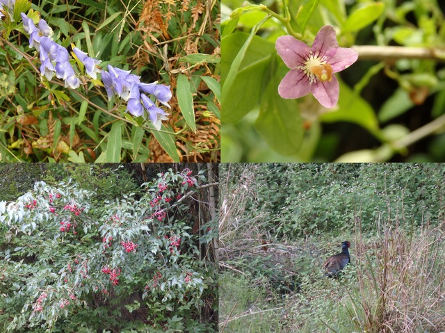 昭和の森自然観察第322回3時間コース「秋の小山町散歩」