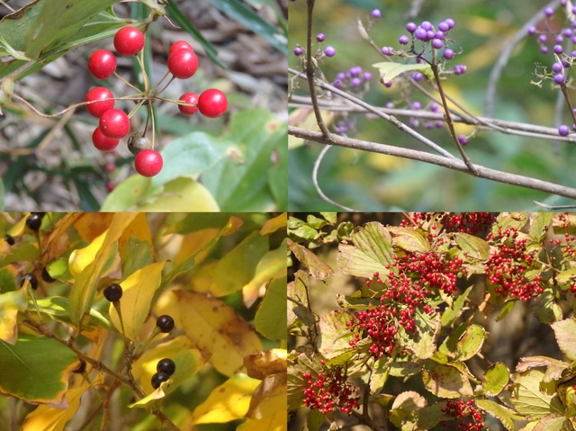 第323回昭和の森自然観察「鳥が運ぶ種」