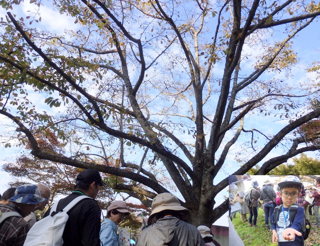 第323回昭和の森自然観察「鳥が運ぶ種」