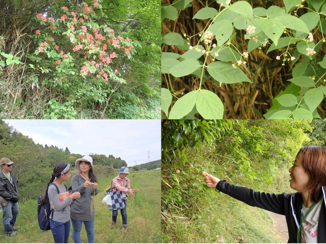 昭和の森自然観察会「土気城址方面を訪ねて」