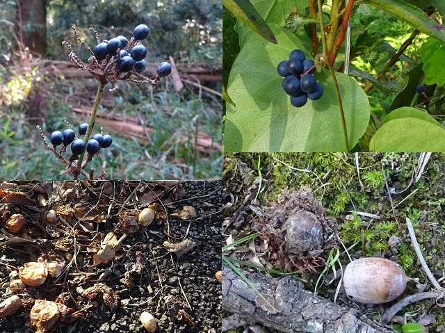 第335回昭和の森自然観察「タネの旅」