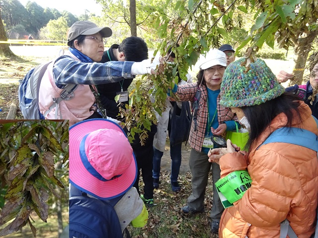 第335回昭和の森自然観察「タネの旅」
