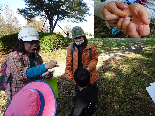 第335回昭和の森自然観察「タネの旅」