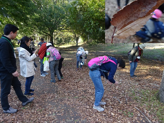 第335回昭和の森自然観察「タネの旅」