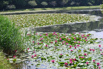 下夕田のスイレン