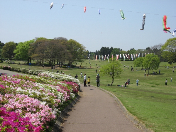 太陽の広場のツツジ