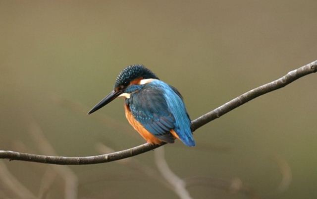止まり木で獲物を狙うカワセミ