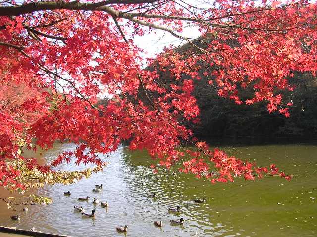 紅葉とカモの群れ