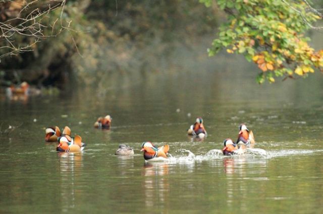 オシドリの群れ