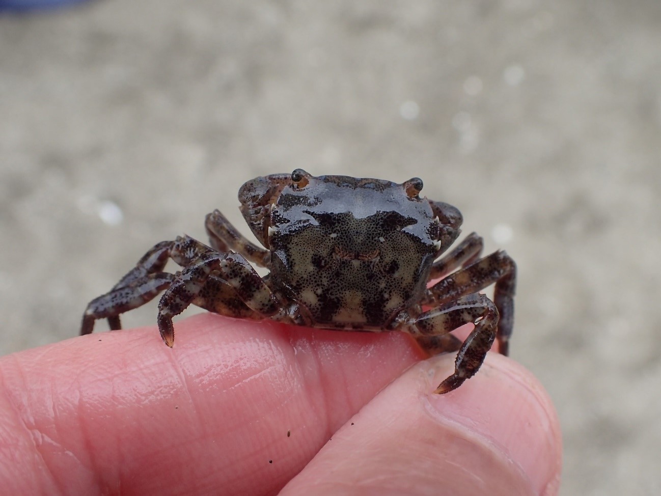 浜辺の生き物たち