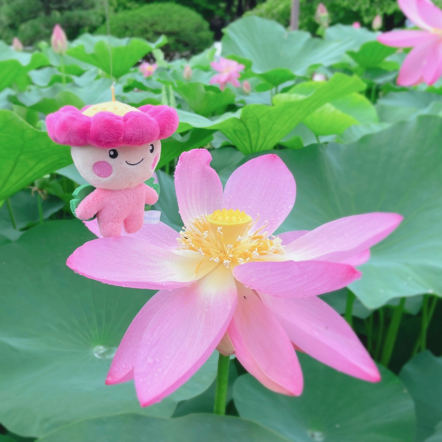 ちはなちゃんぬい1