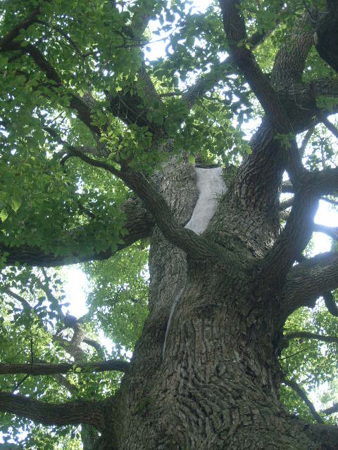 1番高い保存樹木