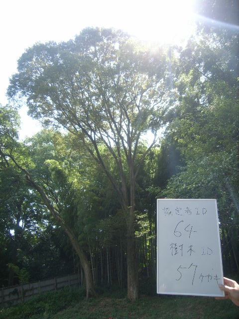 2番目に高い保存樹木