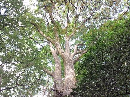 緑地保全係トップ画像