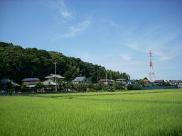千葉市の保存樹林