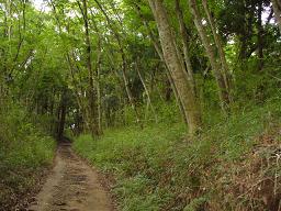 千葉市の保存樹林