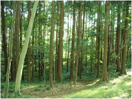 柏井特別緑地保全地区