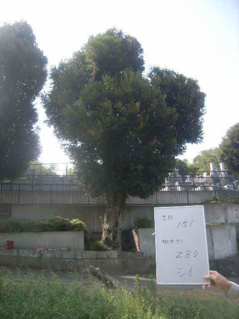 1番茂る保存樹木