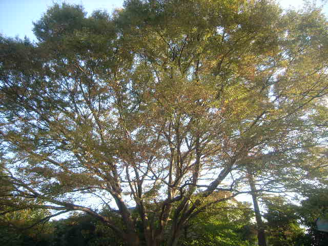 2番目に茂る保存樹木